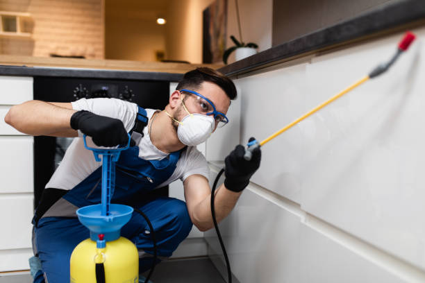 Best Flea Control Services  in Jackson, TN