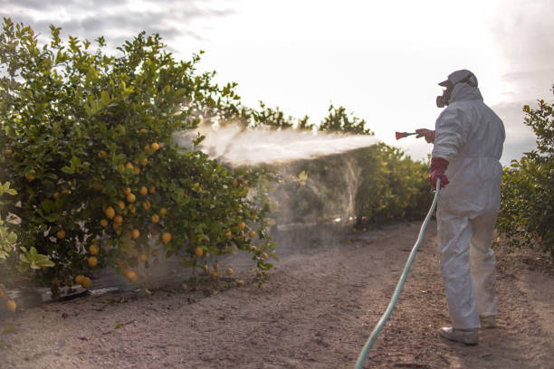 Best Pest Control Treatment  in Jackson, TN