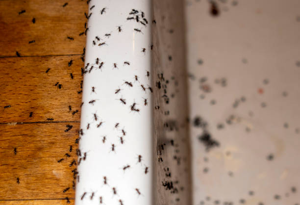 Best Mosquito Control Services  in Jackson, TN