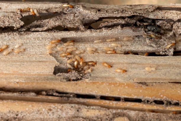Best Exterminator Services  in Jackson, TN